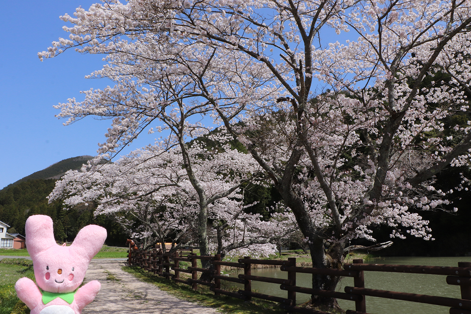 現存する銀の馬車道で桜が満開