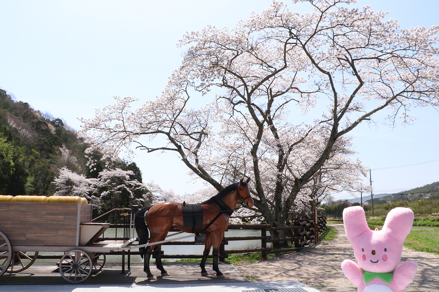 現存する銀の馬車道で桜が満開