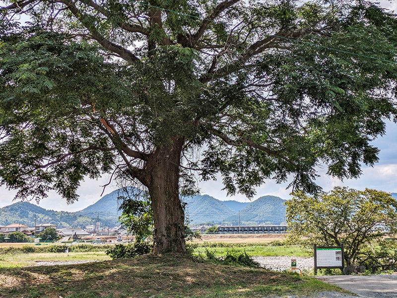 和本◆但州湯嶋道中獨案内◆1冊 　藤屋弥兵衛　宝暦13年　■検古書和書古典籍旅行文化風俗資料史料 D231000118〇ディジタルPDF和本JPEG版 複製 絵入 金平本 京今宮の本地