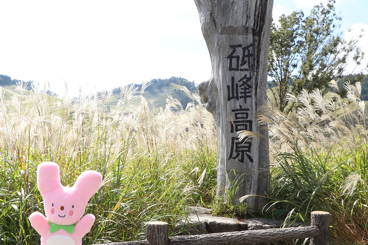 神河町の砥峰高原でススキが見頃！ | 特集 | 日本遺産「播但貫く、銀の