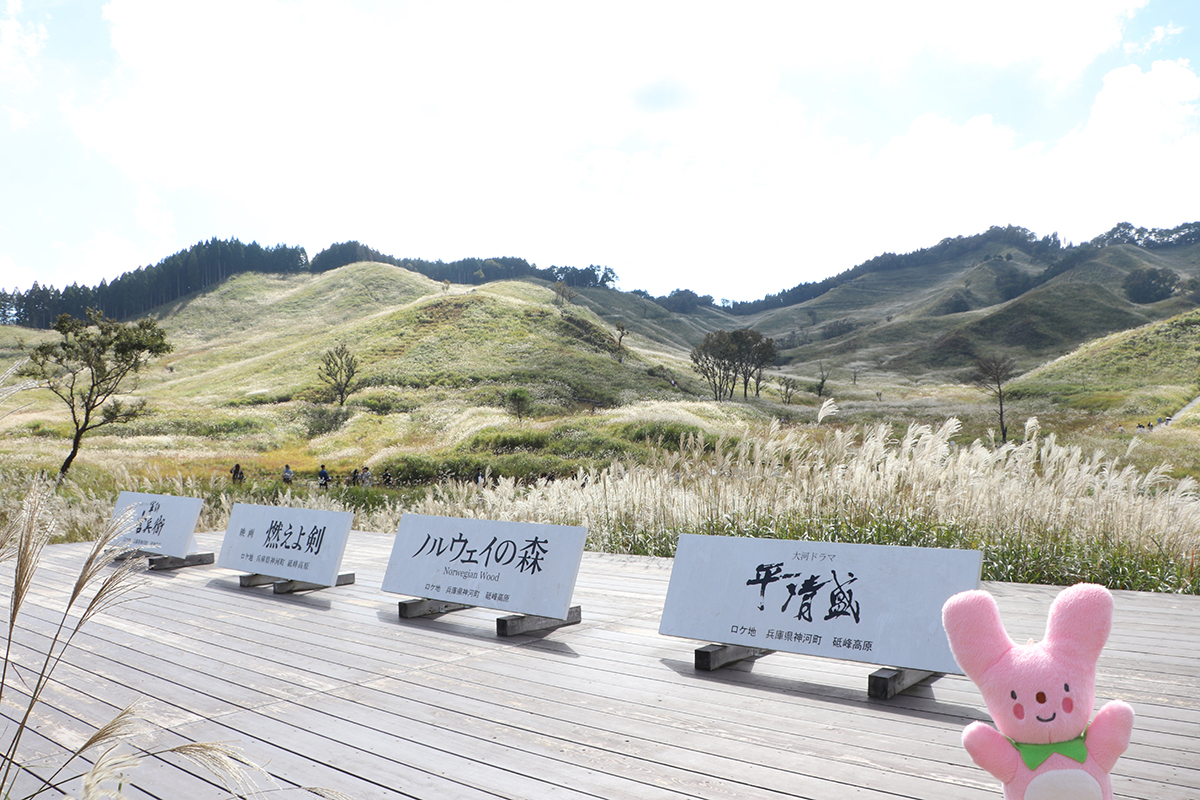 神河町の砥峰高原でススキが見頃！ | 特集 | 日本遺産「播但貫く、銀の